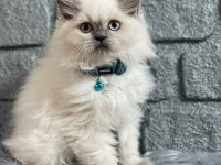 British Longhair Blue Point Yavrularımız