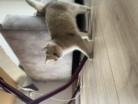 11 aylık british shorthair gold