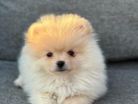 SAĞLIK GARANTİLİ POMERANİAN BOO YAVRULARIMIZ