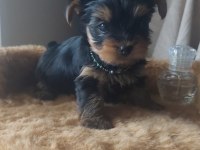 Yorkshire 0 boy dişi terrier