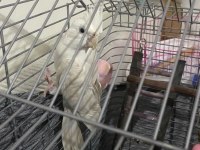 Acil satılık erkek albino sultan papağanı