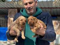 Maltipoo yavrularımız ırk garantilidir