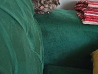 Safkan Scottish Fold Ankara