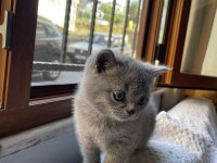 Kendi Kedilerimizin Yavrularıdır