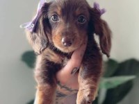 Longhair Chocolate And Tan Dachshund Uzun Tüy