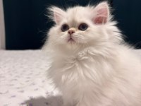 Safkan British Longhair Dişi Bebek