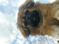 Beş aylık pekinez dişi köpek aşıları var
