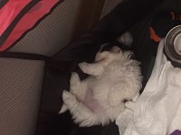 Maltipoo dişi yatlı bir yavru