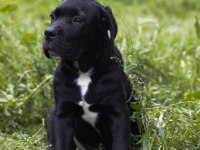 Şecere belgeli ırk ve sağlık garantili cane corso yavrular