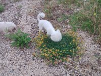 Kore maltese yavrumuz