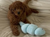 Toy Poodle Köpekleri