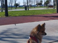 1.5 yaşında pomeranian