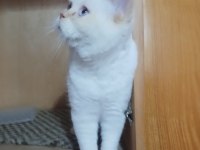 UYSAL BRİTİSH SHORTHAİR KEDİMİZ