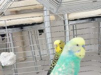 CiNS ÇiFT YAVRULU YUMURTALI MUHABBET KUŞU TAKIMI