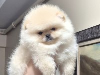 ÜST KALİTE TEACUP ORİJİNAL IRK ERKEK POMERANİAN