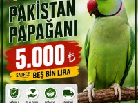 Yavru Pakistan Papağanı