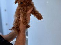 Safkan kore teacup toy poodle