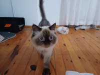 As1133 longhair british bebekler
