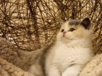 Tree Color British Shorthair Yavruları