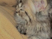 Scottish longhair golden tabby