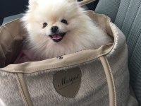 A kalite pomeranian yavru köpeklerimiz
