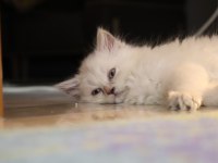 Scottish Fold yavru kedimiz