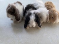 Hollanda Lop Ve Teddy Lop Tavşan Yavrularımız