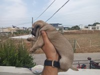 GÜL KUYRUK BASIK SURAT ORJİNAL PUG MOPS