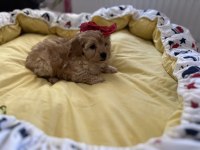 Güzel bebeğimiz Maltipoo