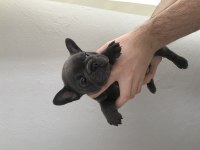 Blue gen fransız bulldog yavruları