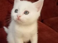 Yavru ankara kedisi 2 aylık
