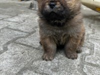 Chow chow (Çin Aslanı) Yavrularımız
