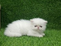 Mükemmel peluş iran kedisi bebeklerim
