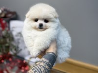 Oyuncak Gibi Tatlı Pomeranian Boo Oğlumuz