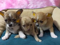 Chihuahua ŞİVAVA YAVRULARIMIZ HAZIR