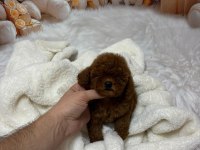 TÜY DÖKMEZ KOKU YAPMAZ TUVALET EĞİTİMLİ POODLE