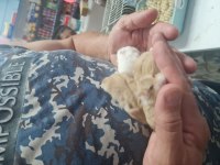 Gonzales hamster 2 aylık