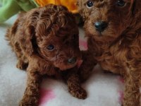 Toy Poodle Yavrularımız