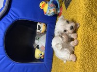 MALTESE 1 DAHA KÜÇÜĞÜ YOK