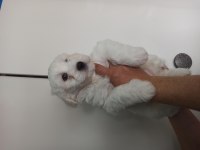 Saf Maltese Terrier Yavruları