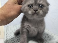 Yeni yuvası için hazır scottish fold