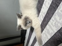 2 Aylık Blue Point Erkek British Shorthair