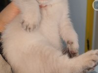 British shorthair yavrumuz