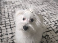 9 AYLIK ERKEK 0 NUMARA TERRİER MALTESE
