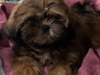 Secereli shih tzu yavruları