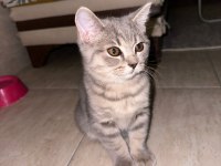 Safkan british shorthair flood