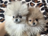 Dişi pomeranian yavrular