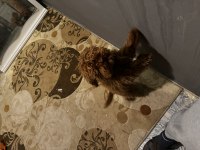 10 aylık dişi poodle