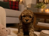 Evimizde Doğan Garantili Poodle Yavrularımız Wc Eğitimli