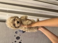 Evde büyüyen tuvalet eğitimli maltipoo yavrular